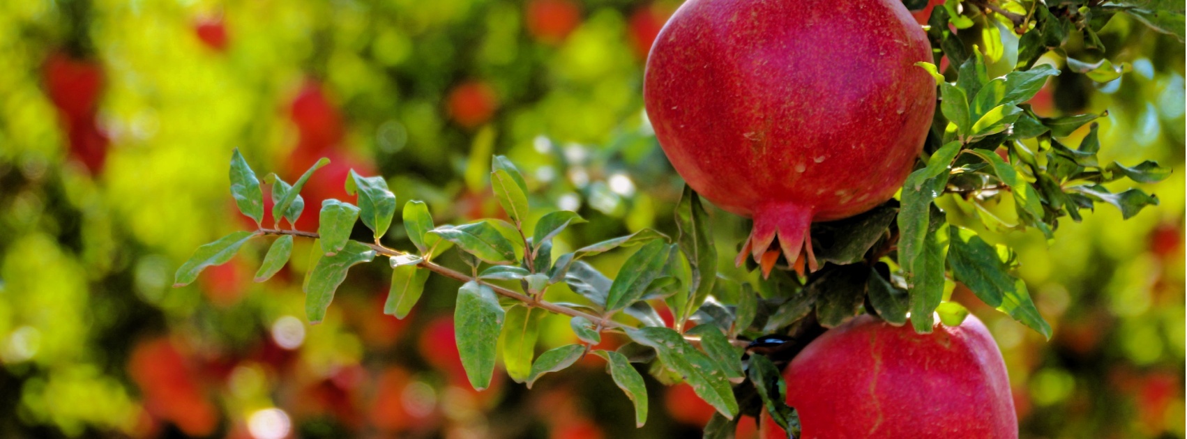 Fruit + Fig Home Fragrance Collection, Sanso Cellular Australia