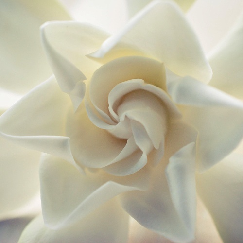 Gardenia Pure Soy Candle, Exclusive Sanso Cellular Sonya Australia