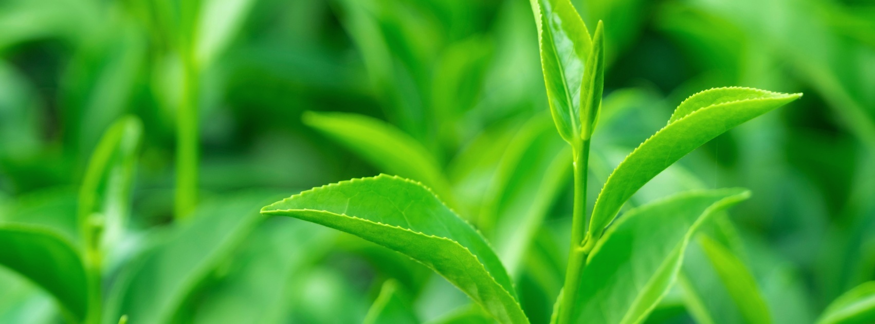Organic Tea, Handmade Australia Sanso Cellular