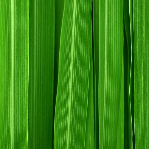 Lemongrass LIme Sandalwood Pure Soy Melt, Handmade Exclusive Sanso Cellular Sonya Australia