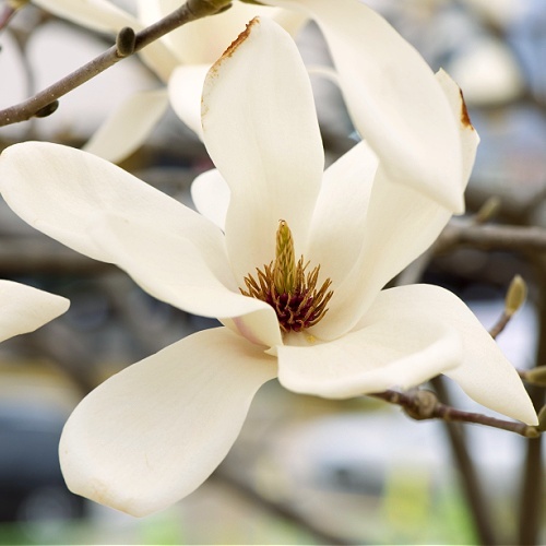 Stress, Anxiety, Emotional Support Body Creams, Brisbane Australia