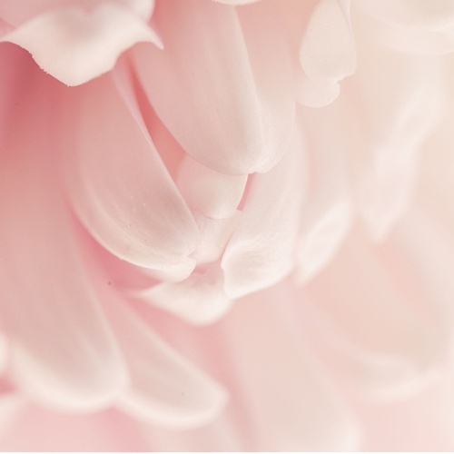 Peony Skin Properties, Skincare By Sonya Australia