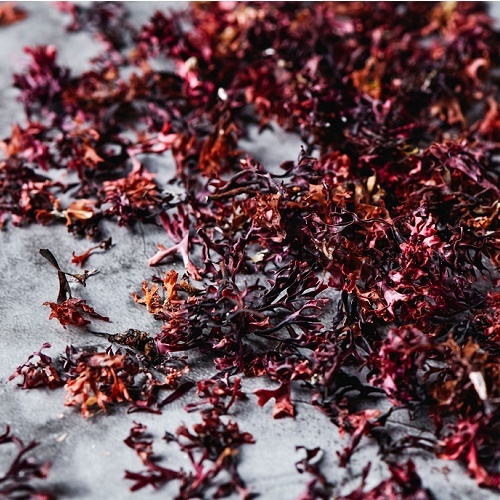 Red Seaweed Face Cleanser with Enzymes, Organic Skincare By Sonya Australia