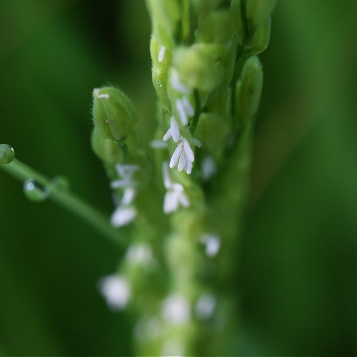 Rice Skin Properties, Skincare By Sonya Australia