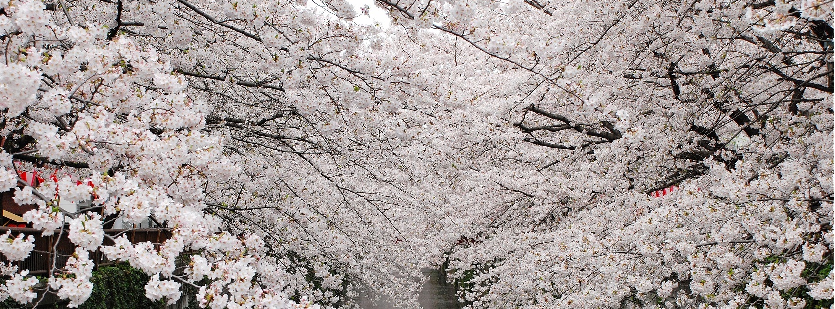 Flower and Japanese Sakura Cherry Blossom Home Collection, Australia