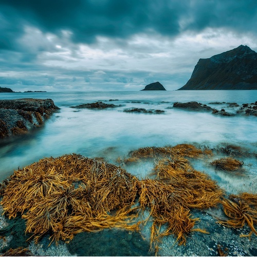 Kombu Seaweed Skin Properties, Skincare By Sonya Australia