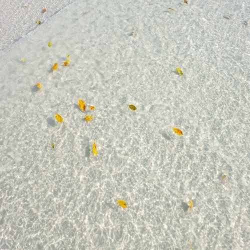 The Whitsundays Australia Pure Soy Candle, Exclusive Sanso Cellular