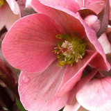 Helleborus Lenten Rose Pink Frost