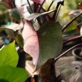 Philodendron Pink Princess on Totem