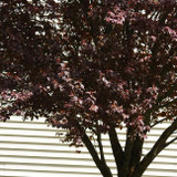 KV Plum Flowering Tree 10 Feet