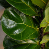 Ficus Fig Little Fiddle Leaf Bush 10