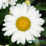 Perennial Flower Shasta Daisy #1