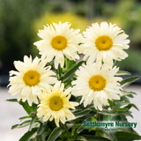 Perennial Flower Shasta Daisy #1