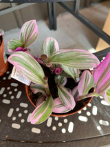 House Plant Wondering Jew Pink Panther 4