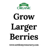 Grow larger berries this year