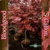 Group of Bloodgood Japanese maples