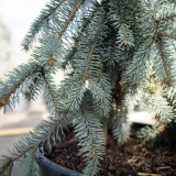 The Blues Weeping Blue Spruce
