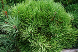 Mugho Pine