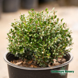 Close-up of compacta holly with fresh pruning