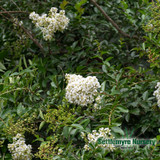 Close-up of white Crape Myrtle flowers against deep green foliage, creating a stunning contrast.
