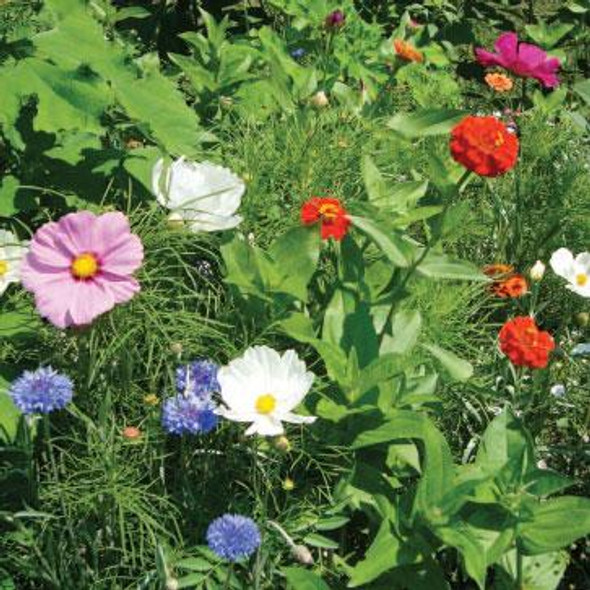 Seed Flower Mix Beneficial