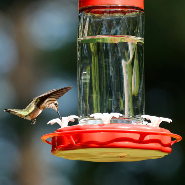 Hummingbird Feeder Scarlet Swirl 20oz