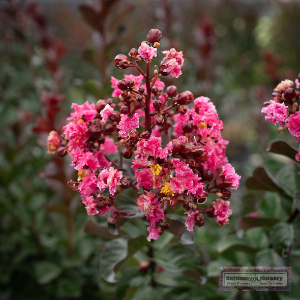 Pink Velour mature crape myrtle tree standing in landscape with fucsia blooms