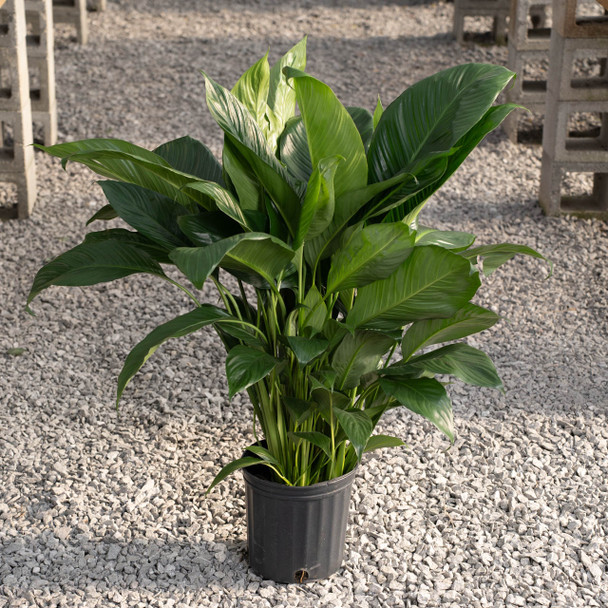 Peace Lily 8 Inch