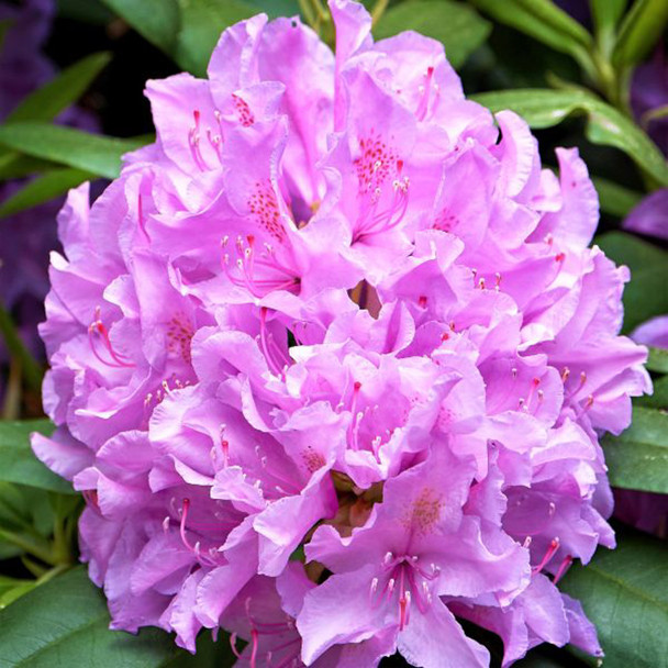 Rhododendron Boursault Purple 3 Gallon