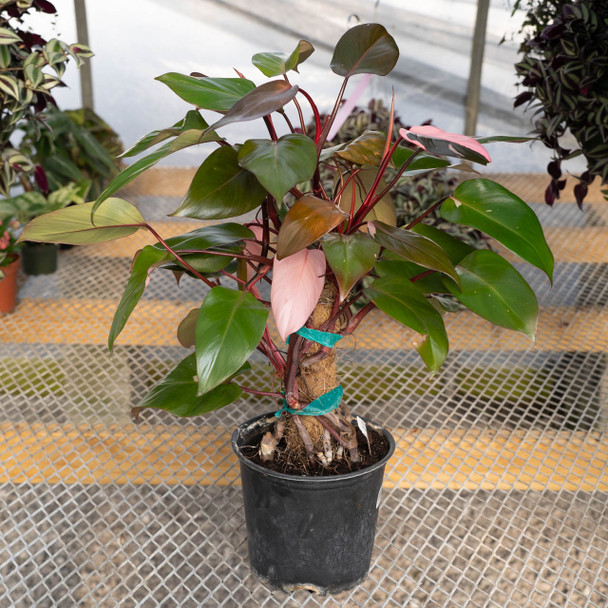 Philodendron Pink Princess on Totem