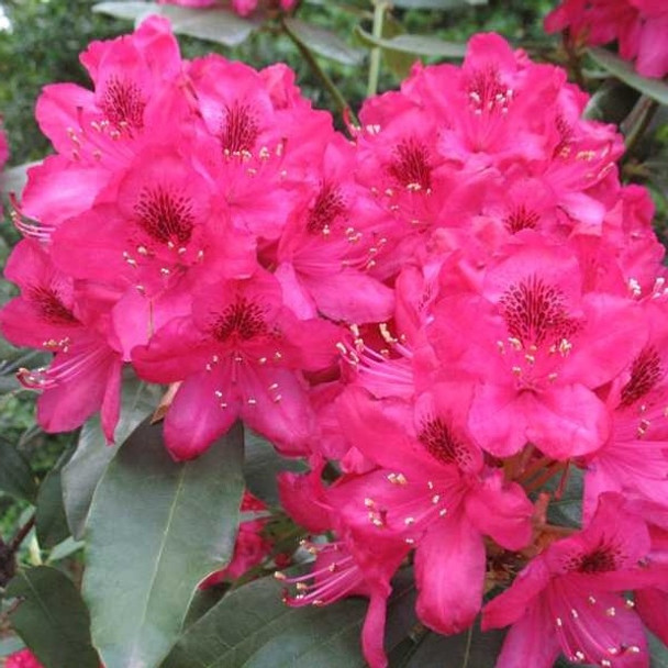 Rhododendron Nova Red 3 Gallon