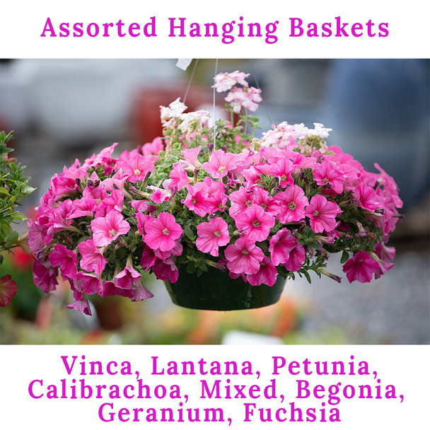 Hanging Basket Assortments
