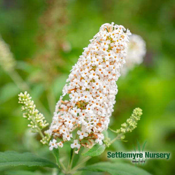 Silverfrost Butterfly Bush with white bloom