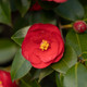 Camellia Greensboro Red 7 Gallon