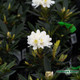 Rhododendron Chionoides White 1 Gallon