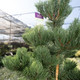 Oregon Green' Austrian Pine