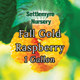 Raspberry Fall Gold 1 Gallon