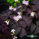 Oxalis Red 4"