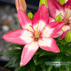 Asiatic Lily 8