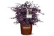 Loropetalum chinense Purple Diamond': A shrub with dark red leaves and vibrant pink, tassel-like flowers.