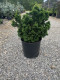 Evergreen favorite, Nana Gracilis Dwarf Hinoki Cypress in pot at Settlemyre Nursery