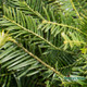 Closeup of foliage on prostrata yew
