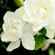 Jubilation Gardenia from Southern Living Plants Collection in pot