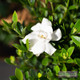 Jubilation Gardenia from Southern Living Plants in landscape container with profuse white blooms