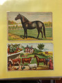 EARLY TWENTIETH CENTURY TRADE CARDS - 425952