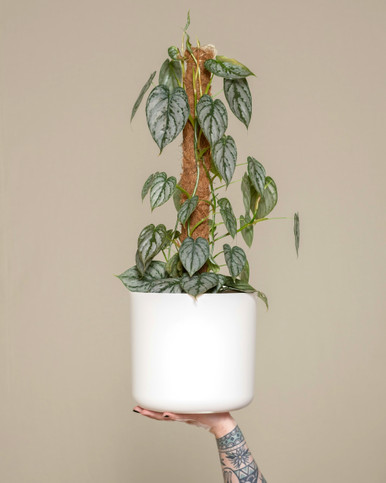 The Cylinder by Modern Botany