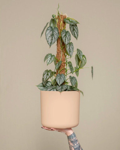 The Cylinder by Modern Botany