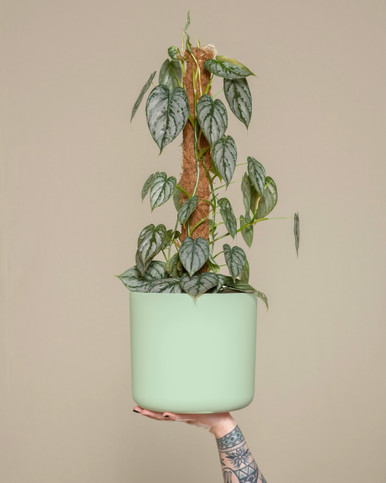 The Cylinder by Modern Botany