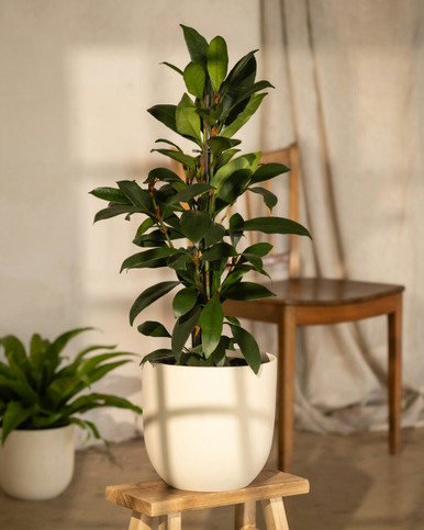 African Fig