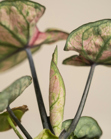 Caladium